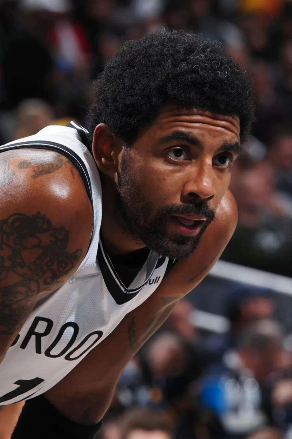 阿奴诺比在 阿奴诺比在